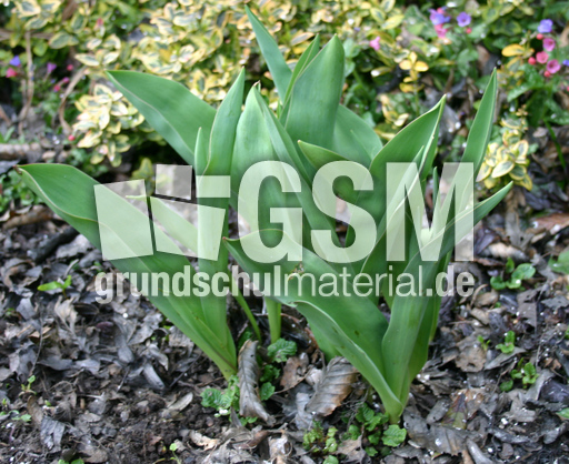 Tulpenblaetter.jpg